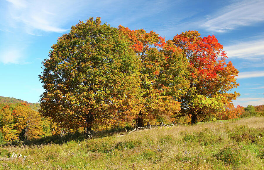 Three Trees VT Photograph by Karl Johnson Fine Art America
