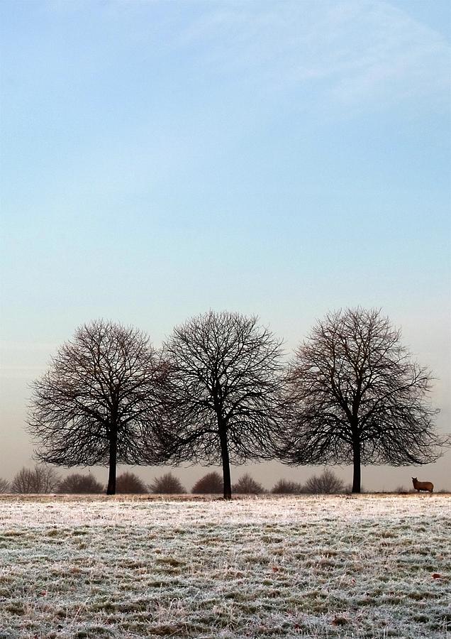 Three Trees, Blenheim Park, England,UK Photograph by Sarah Howard