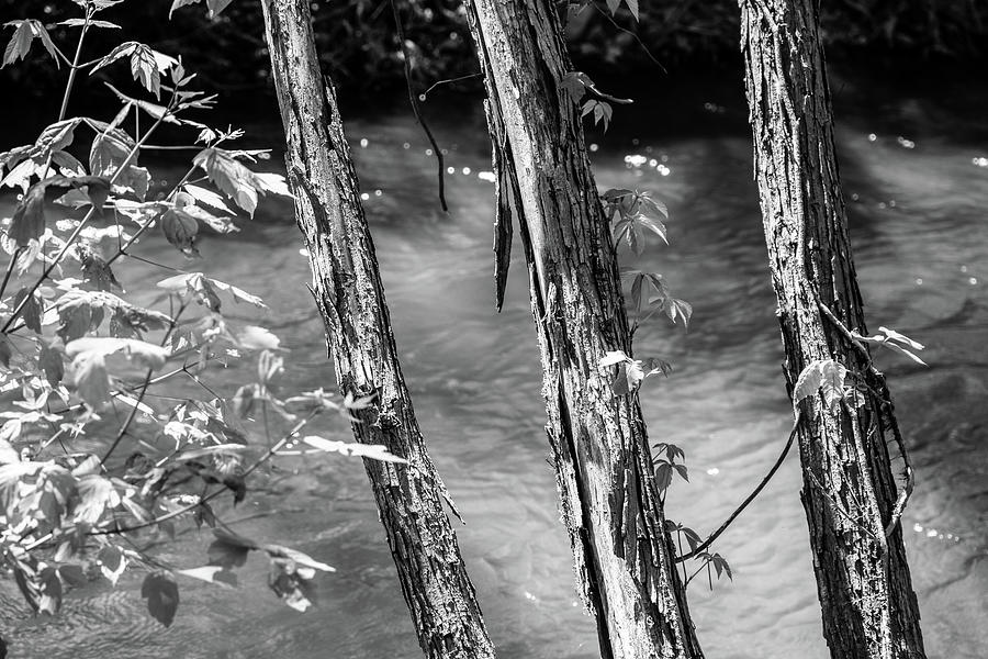 Three Trees By The Creek - Black And White Photograph