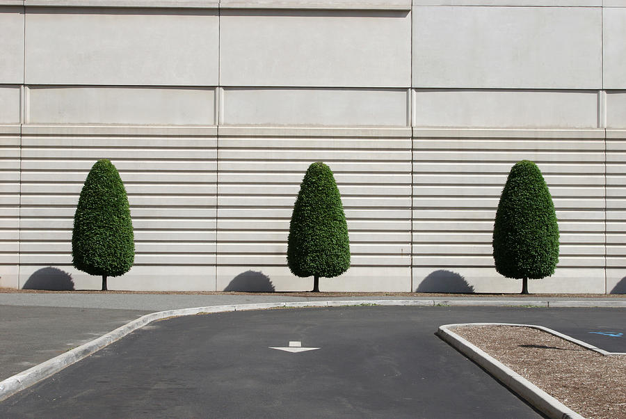 Three Trees Photograph by Doug Schneider Photography