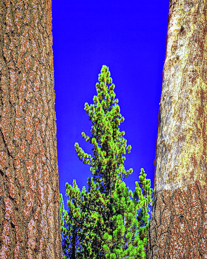Three Trees, High Sierras, California Photograph by Don Schimmel