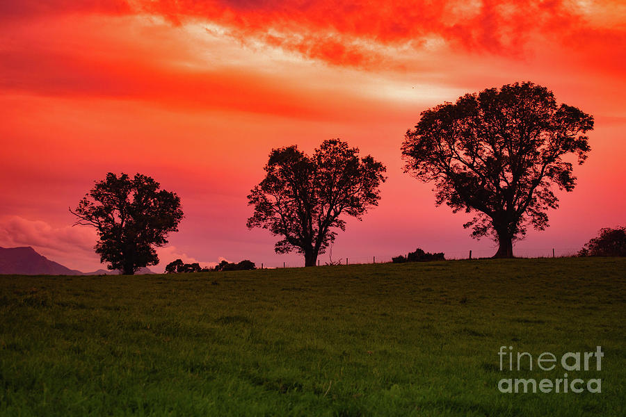 Three trees in a row with a beautiful bright red sunset. by Iona Saunders