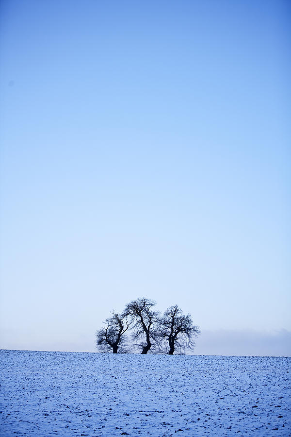 Three Trees in the Snow Photograph by Doug Chinnery