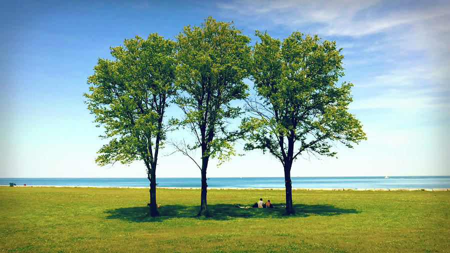 Three Trees Lake Shore Photograph by Patrick Malon