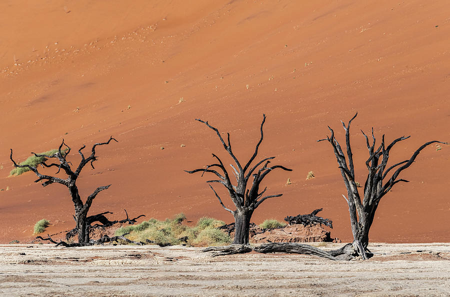 Three Trees of Deadvlei Photograph by Douglas Wielfaert