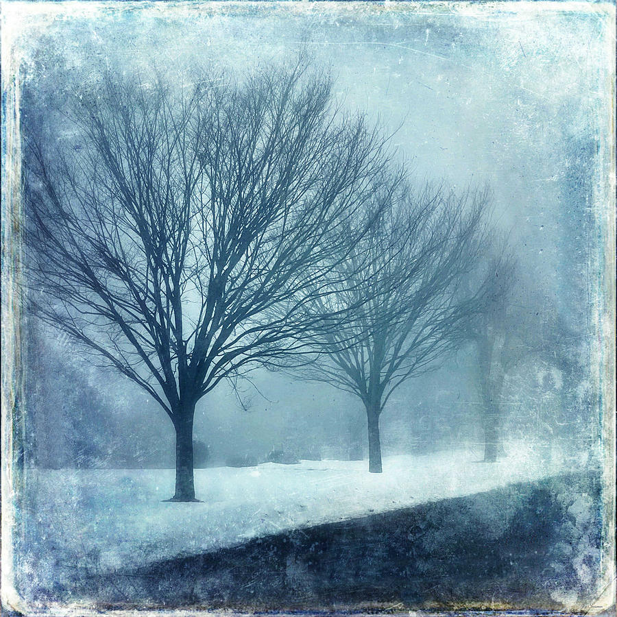 Three Trees on a Foggy Morning by Joy Sussman Photograph by Joy Sussman