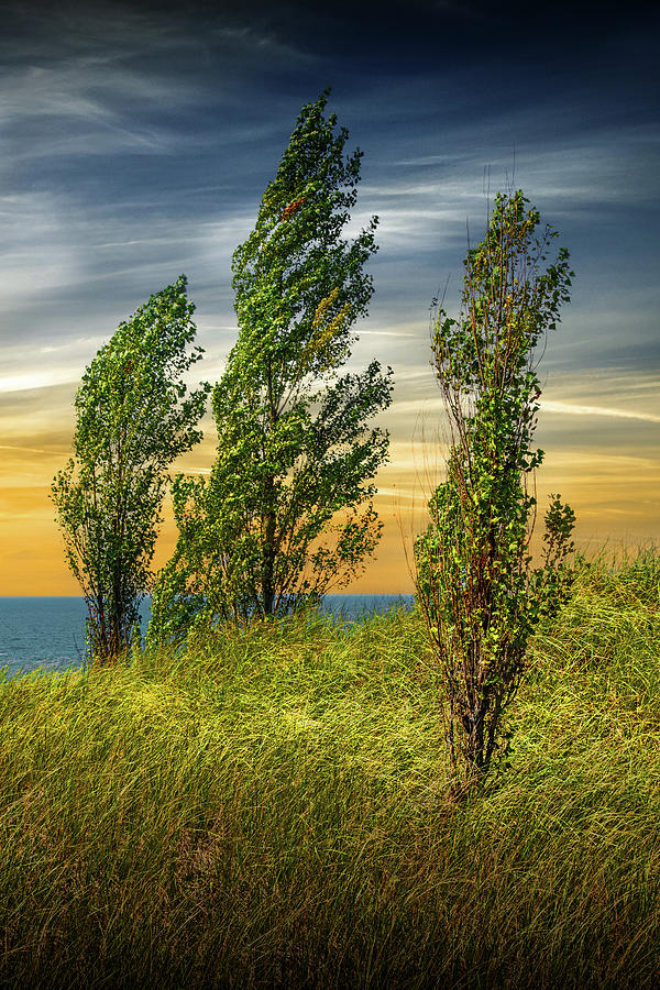 Three Trees on top of a Grassy Dune near Grand Haven Michigan on the Lake Michigan Shor Photograph by Randall Nyhof