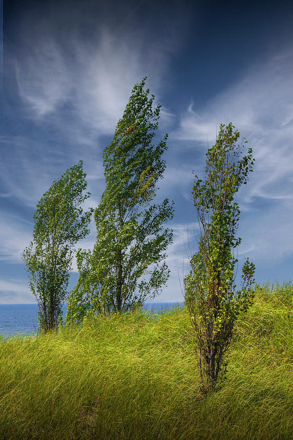 Three Trees on top of a Grassy Dune near Grand Haven Michigan Photograph by Randall Nyhof