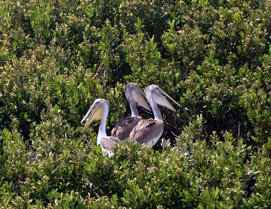 Three Treetop Pelicans Photograph by Carla Parris