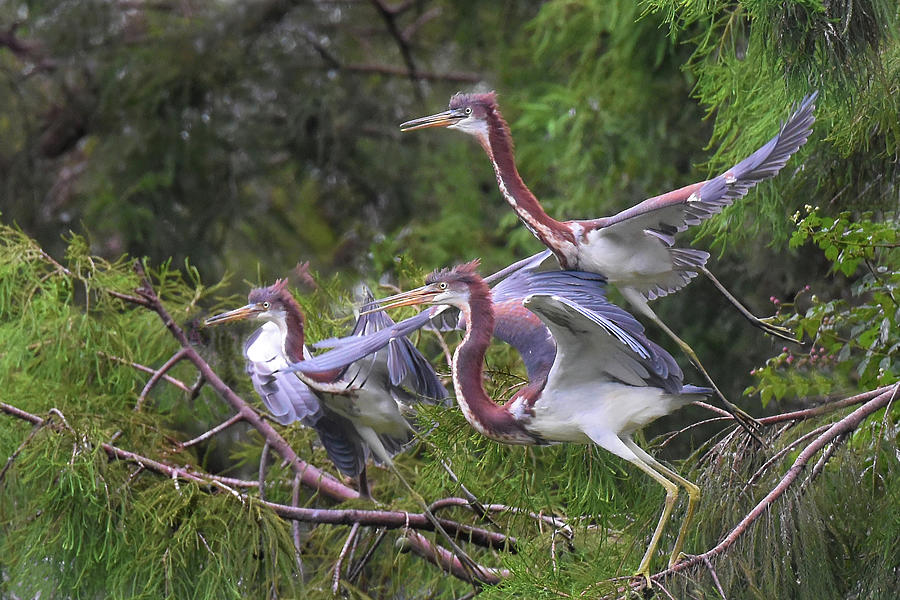 Three Tricolor Herons Takeoff Photograph by Jerry Griffin