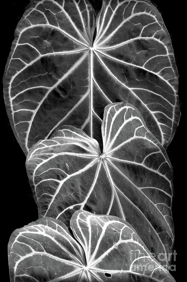 Three Tropical Fronds in Black and White Photograph by Ellen Cotton