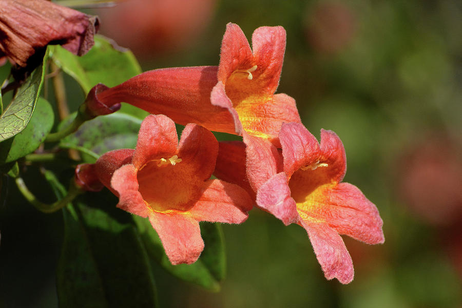 Three Trumpet Vine Flowers Photograph by Jerry Griffin