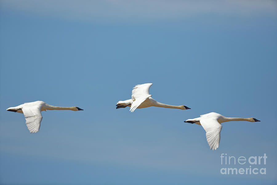 Three Trumpeters in Flight Photograph by Natural Focal Point Photography