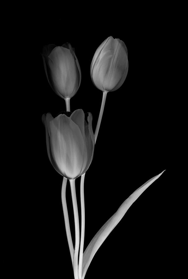 Three tulips - Black and White Photography Photograph by Marianna Mills