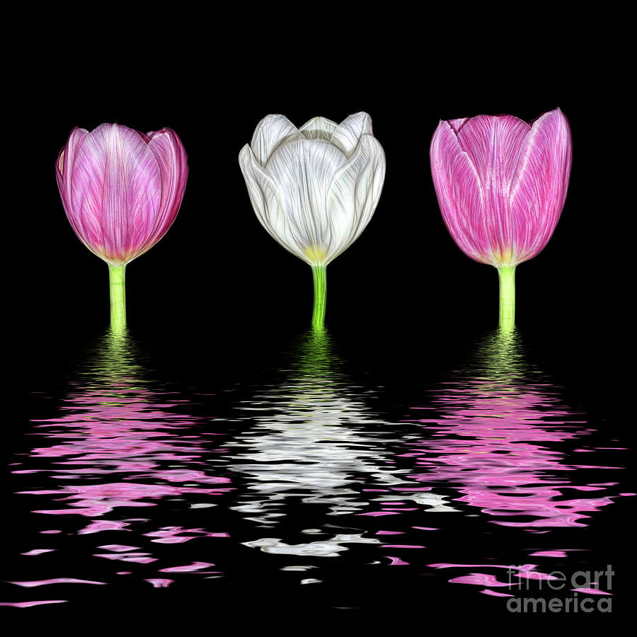 Three Tulips in Water by Kaye Menner Photograph by Kaye Menner