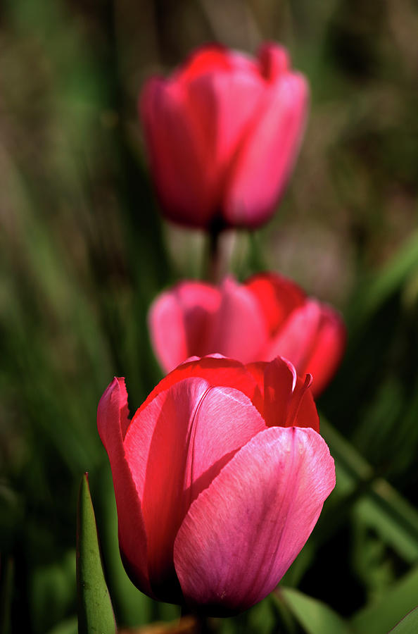 Three Tulips Photograph by Joseph A Langley Three Tulips Photograph by Joseph A Langley