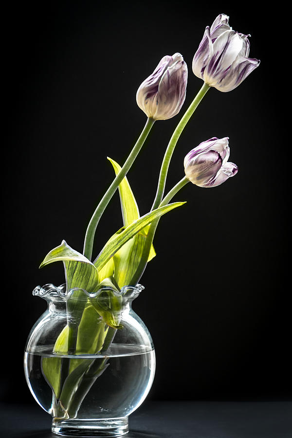 Three Tulips Photograph by Maggie Terlecki