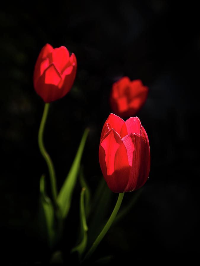 Three Tulips Photograph by Penny Meyers