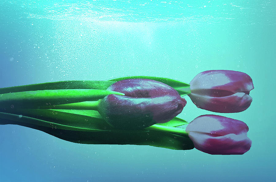 Three Tulips Underwater Photograph by Johanna Hurmerinta