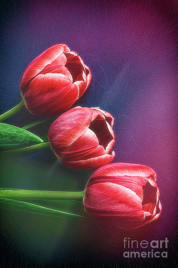 Three Tulips Photograph