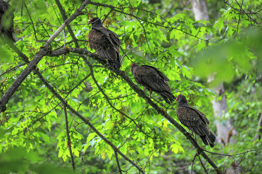 Three turkey vultures on a thin branch  Photograph by Jeff Swan