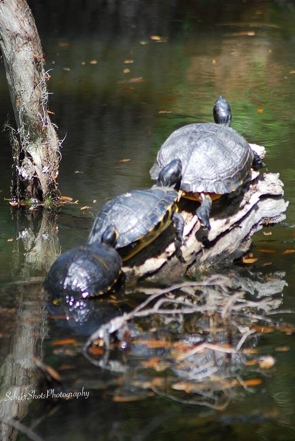 Three Turtles Photograph by Amy Scheer - Fine Art America