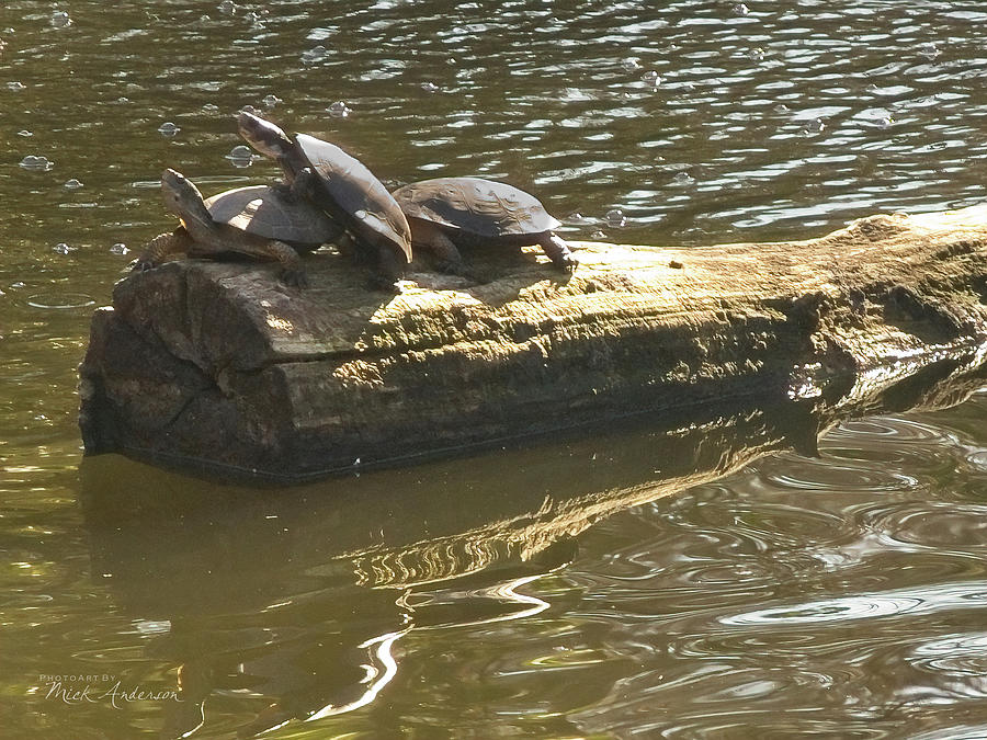 Three Turtles On A Log Photograph by Mick Anderson