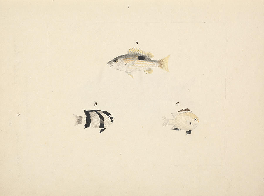 Three Unidentified Fish Drawing by Luigi Balugani