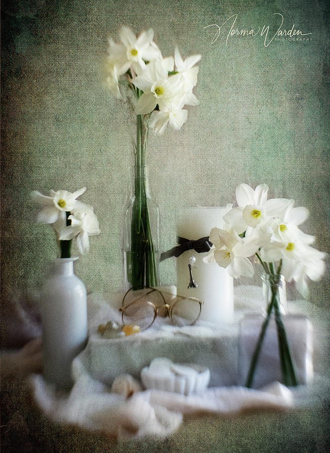 Three Vases of Daffodils Photograph by Norma Warden