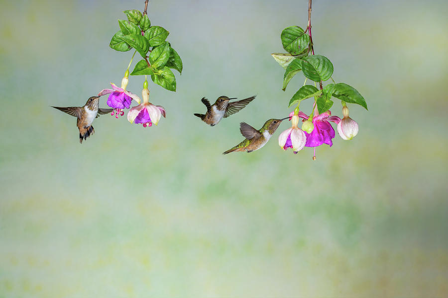 fuschia flower with hummingbird