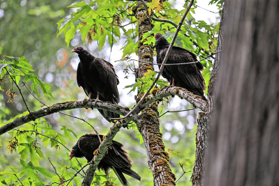 Three vultures on a Branch Photograph by Jeff Swan