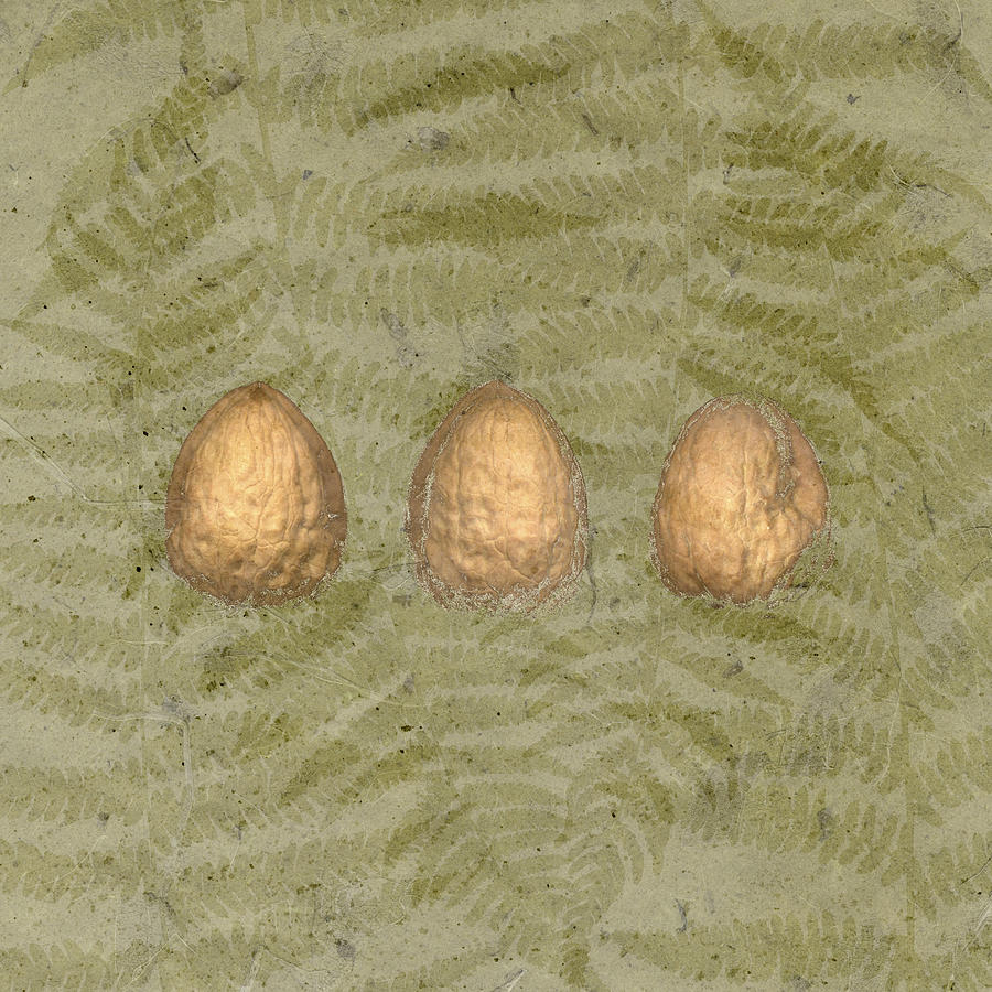 Three Walnuts on Fern Background Drawing by Jeff Venier