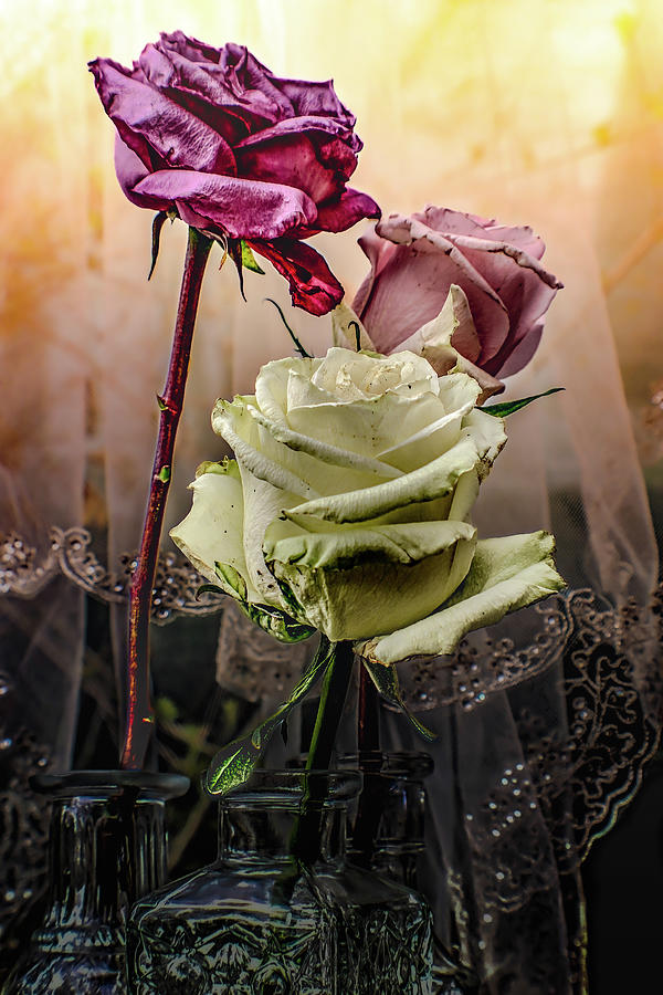Three Warm Roses Photograph by W Craig Photography