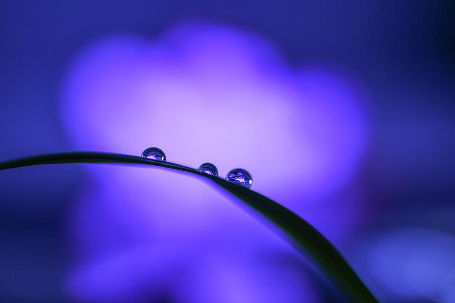 Three water drops on grass Photograph by Dan Friend