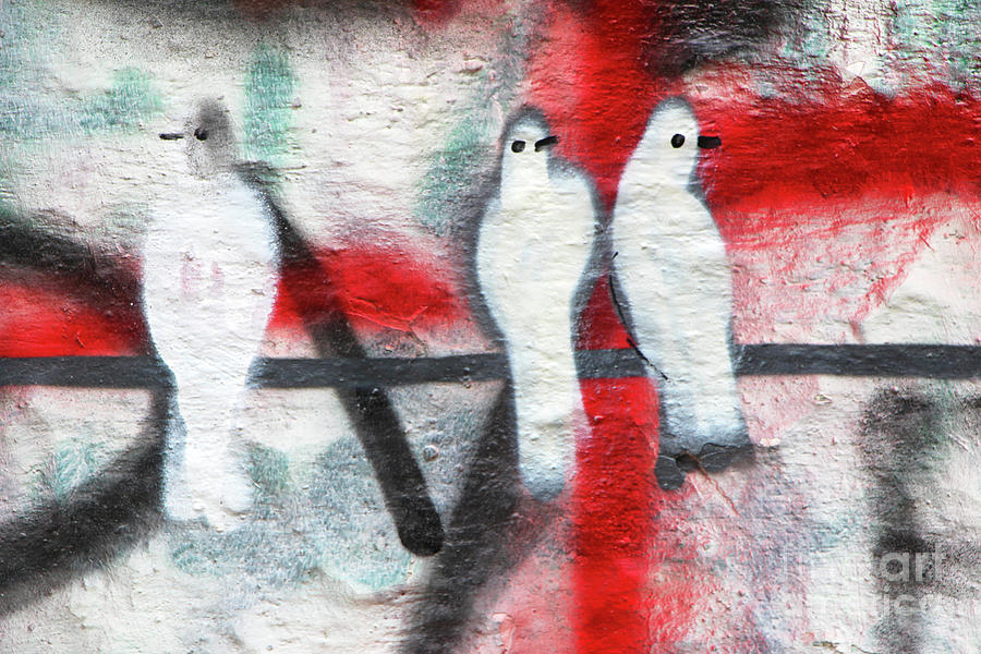 Three White Birds Photograph by Munir Alawi