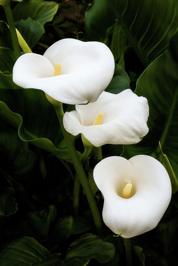White calla lilies Photograph by Adriano Ricco - Pixels