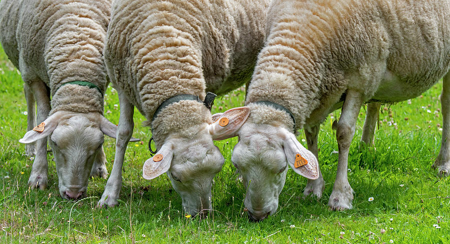 Three White Dairy Sheep Photograph by Arterra Picture Library