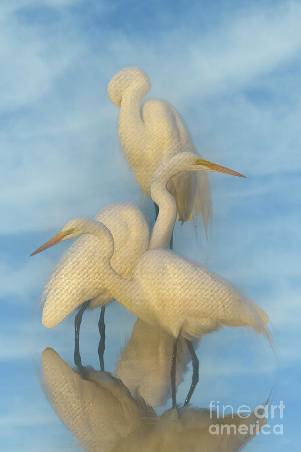 Three White Egrets Photograph by Kathy Baccari