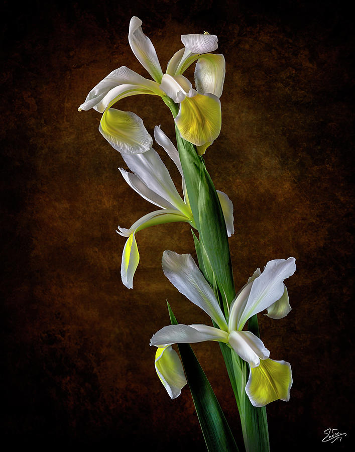Three White Irises Photograph by Endre Balogh