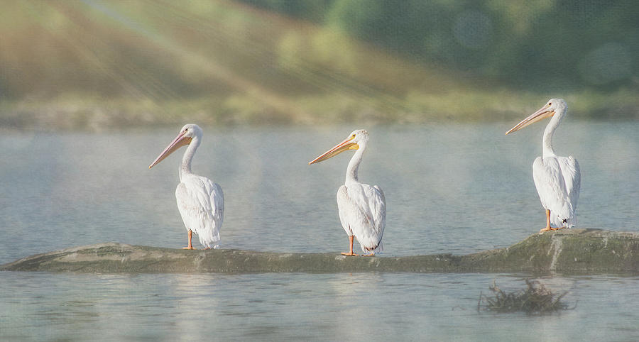 Pelican Photograph - Three White Pelicans by Patti Deters