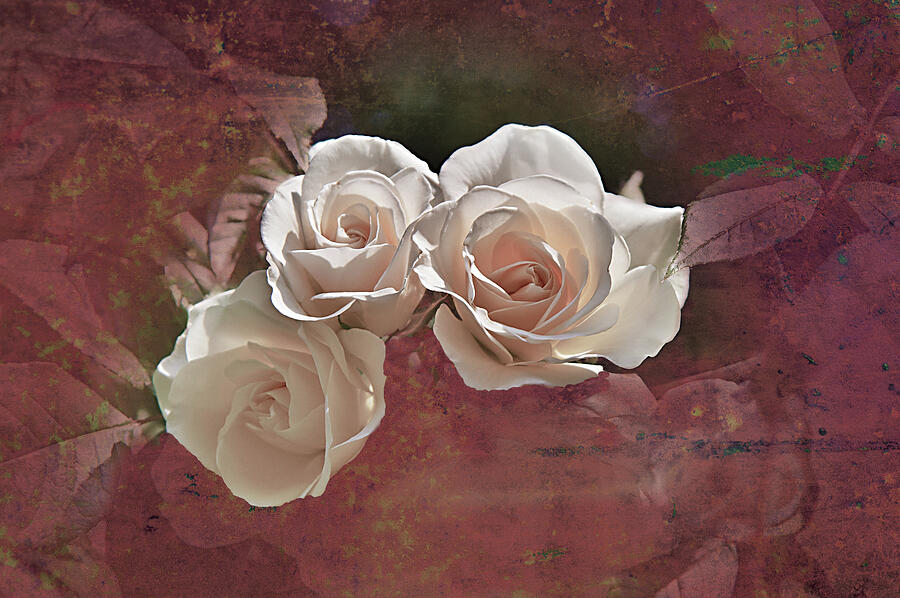 Three White Roses Photograph by David Davies