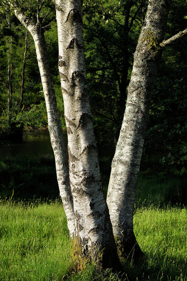 Tree with 3 trunks