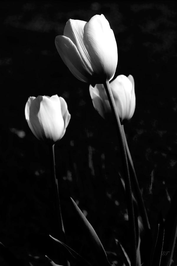 Three White Tulips Photograph by Elaine Teague