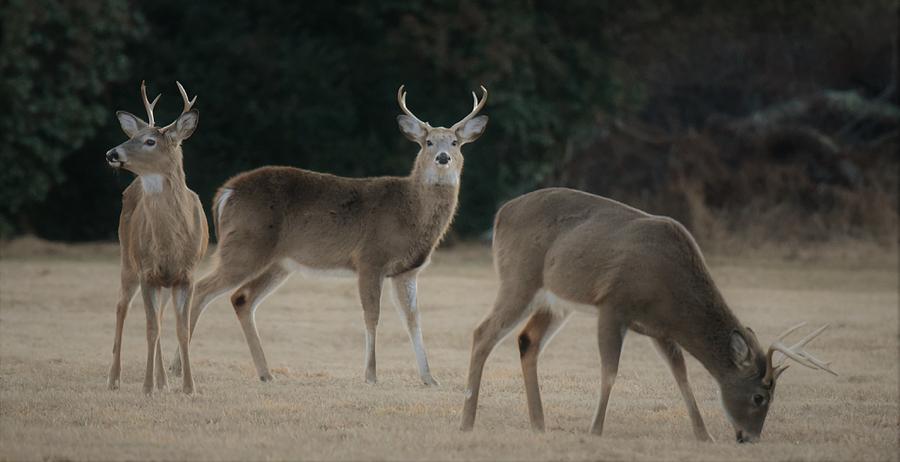 Three Whitetail Bucks Photograph By Joe Walmsley Fine Art America 