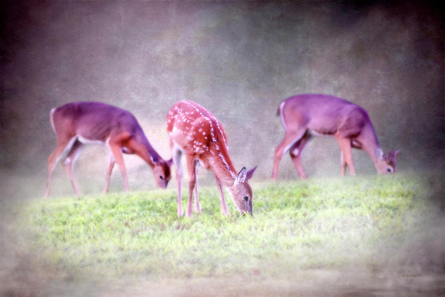 Three Whitetail Grazing Photograph by Brian Wallace