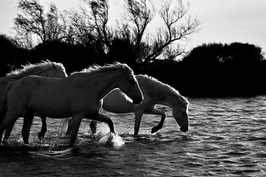 Three wild Camargue horses Photograph by Jean Gill