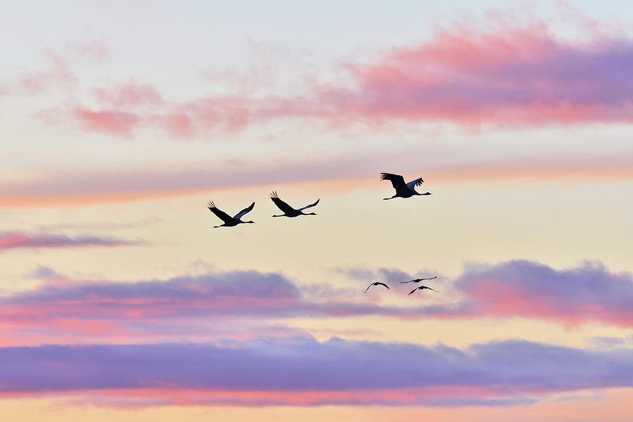 Three wild cranes are flying through the vibrant evening sky Photograph by Ulrich Kunst And Bettina Scheidulin