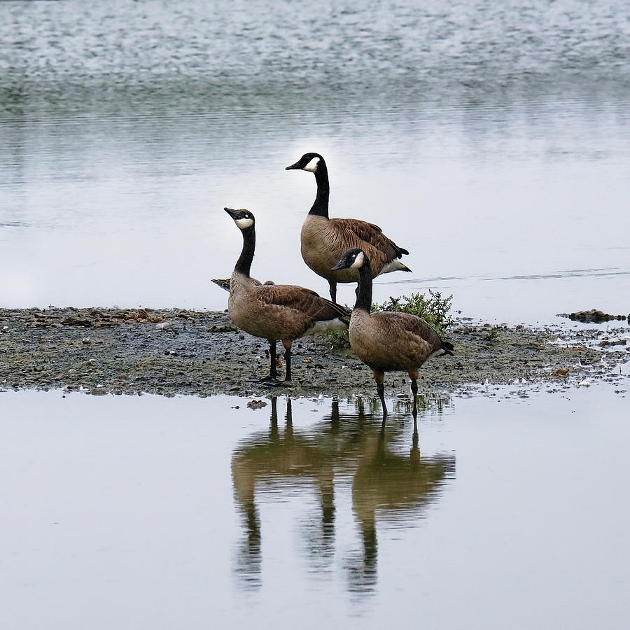 Three Wildfowl Photograph by Jeff Townsend