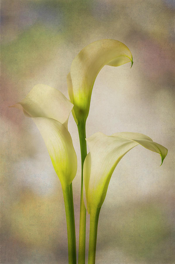 Three Wonderful Textured Calla Lilies Photograph by Garry Gay