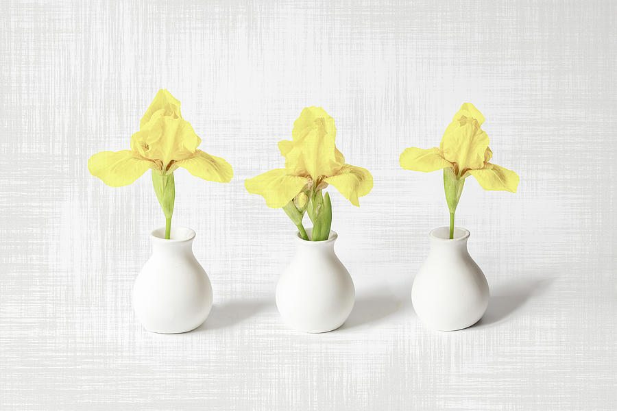 Three Yellow Iris Bud Vases with Texture Photograph by Patti Deters